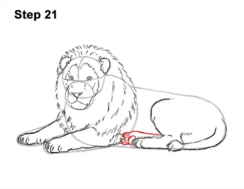 How to Draw a Lion Color Side Laying Lying Down 21