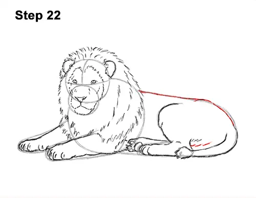 How to Draw a Lion Color Side Laying Lying Down 22