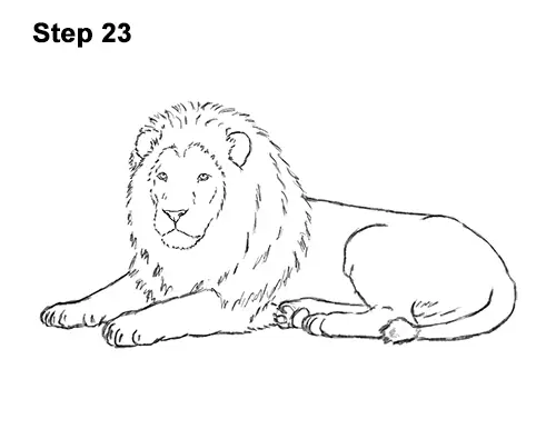 How to Draw a Lion Color Side Laying Lying Down 23