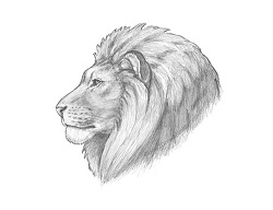 How to Draw a Lion Head Profile Portrait