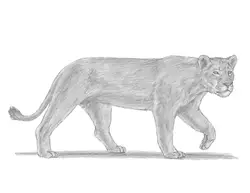 How to Draw a Female Lion Lioness