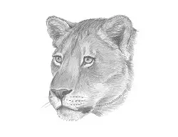 How to Draw a Lion Lioness Head Portrait