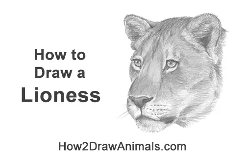 How to Draw a Lioness Head Face Portrait