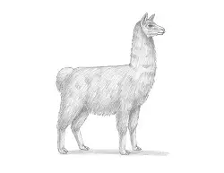 How to Draw a Llama