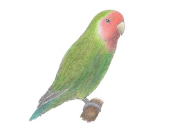 How to Draw a Lovebird