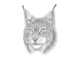 How to Draw a Lynx Bobcat Head Detail Portrait
