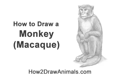 How to Draw a Rhesus Macaque Monkey Sitting