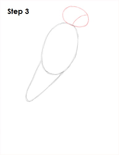 Draw Scarlet Macaw 3