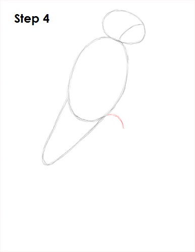 Draw Scarlet Macaw 4