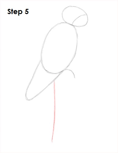 Draw Scarlet Macaw 5