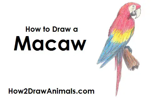 How to Draw a Scarlet Macaw Color Side View