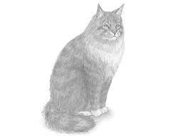 How to Draw a Maine Coon Cat Sitting