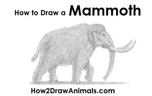 Draw a Mammoth