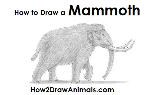Mammoth Drawing Draw a Mammoth