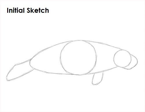 Manatee Drawing Sketch Draw Manatee Sketch