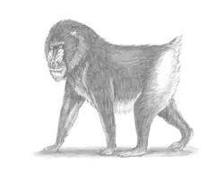 How to Draw a Mandrill Male Baboon Side