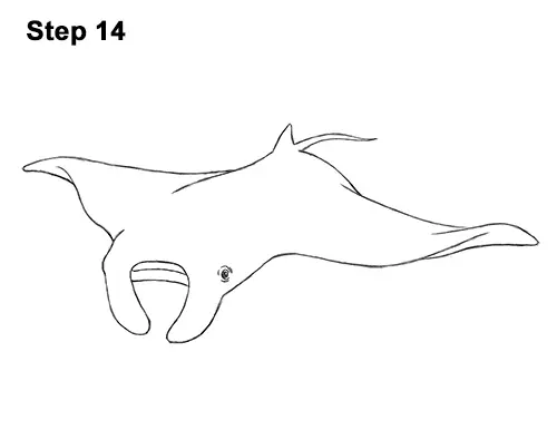 How to Draw Giant Oceanic Manta Ray 14