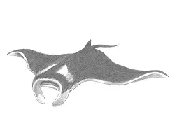 How to Draw a Giant Oceanic Manta Ray