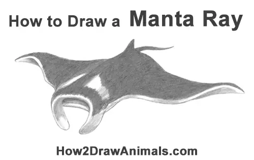 How to Draw Giant Oceanic Manta Ray