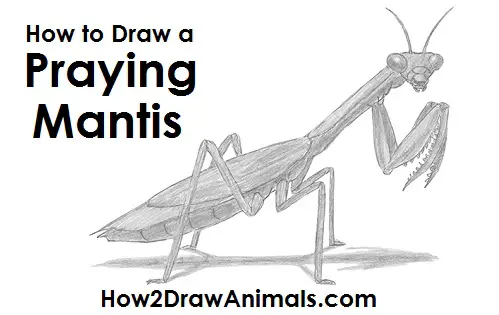 Praying Mantis Drawing Draw Praying Mantis