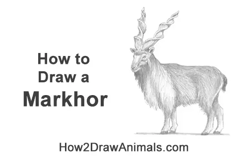How to Draw a Bukharan Markhor Male Side View