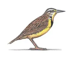 How to Draw a Western Meadowlark Color Side View