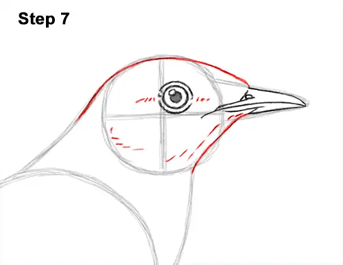How to Draw a Northern Mockingbird Bird on Branch Side View 7