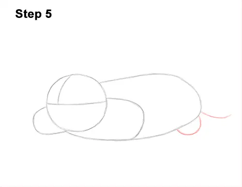 How to Draw a Common European Mole Side 5
