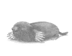 How to Draw Common European Mole