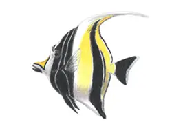 How to Draw a Moorish Idol Fish