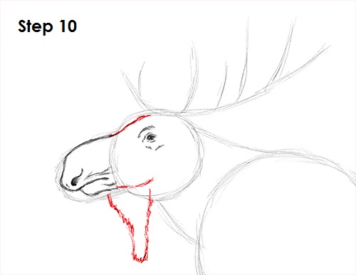 Moose Drawing 10 Draw Moose 10