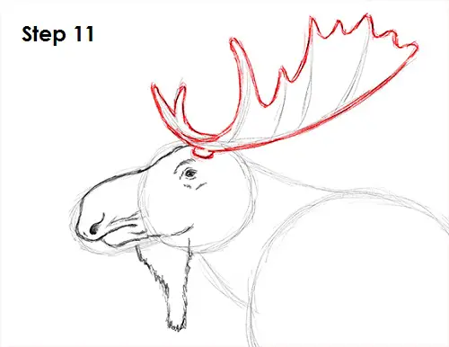 Draw Moose 11