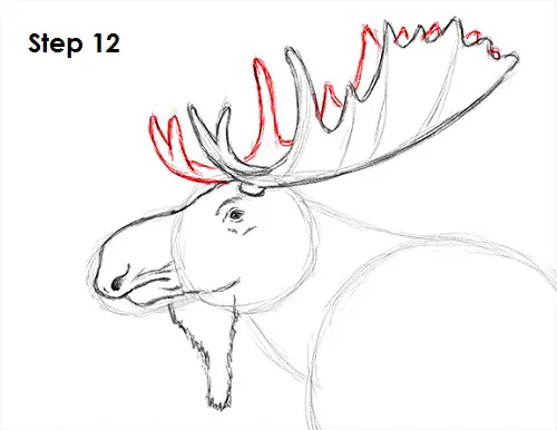 Draw Moose 12