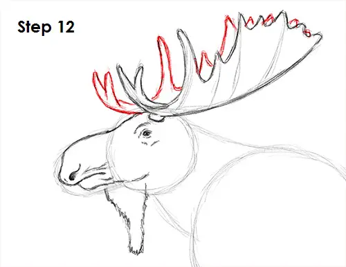 Moose Drawing 12 Draw Moose 12