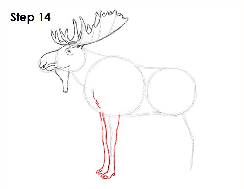 Moose Drawing 14 Draw Moose 14