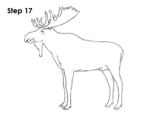 Draw Moose 17