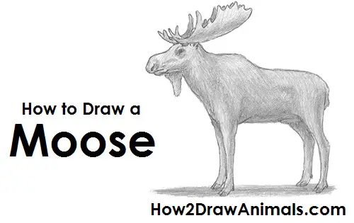 Draw Moose