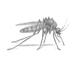 How to Draw a Mosquito Feeding