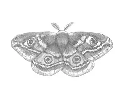 How to Draw an Emperor Moth Insect Wings