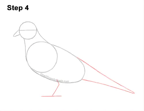 How to Draw a Mourning Dove Bird Pigeon 4
