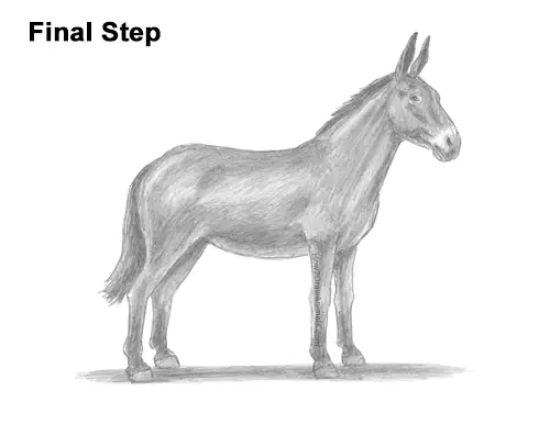 How to Draw a Mule VIDEO & Step-by-Step Pictures