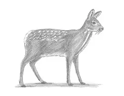How to Draw a Siberian Musk Deer Fangs Teeth