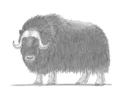 How to Draw a Musk Ox