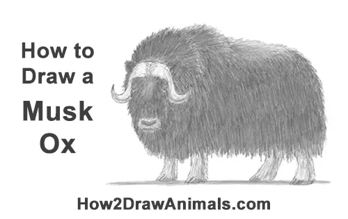 How to Draw Musk Ox Standing Horns
