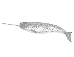 How to Draw a Narwhal