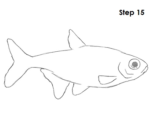 How To Draw A Neon Tetra Fish Draw Neon Tetra Fish 15