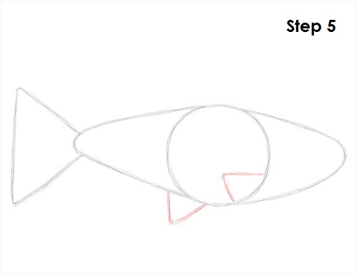 Neon Tetra Drawing 5 Draw Neon Tetra Fish 5