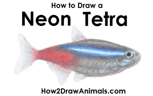 Neon Tetra Fish Drawing Draw Neon Tetra Fish
