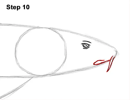 How to Draw a Nurse Shark 10