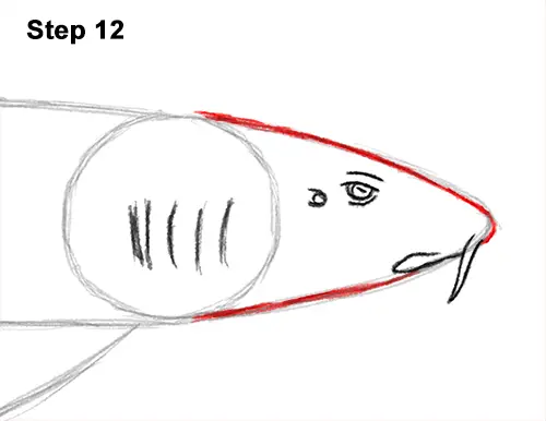 How to Draw a Nurse Shark 12